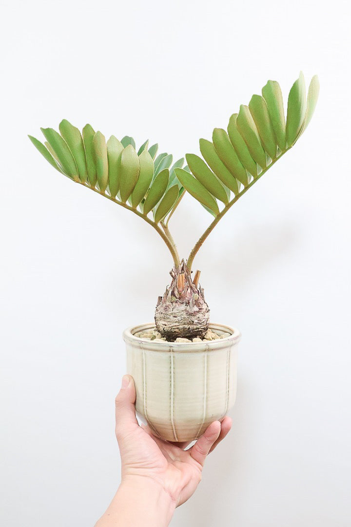 【ザミア フルフラケア】新作のPOT！ギュッとした個性的なフォルムが特徴の希少な観葉植物！
