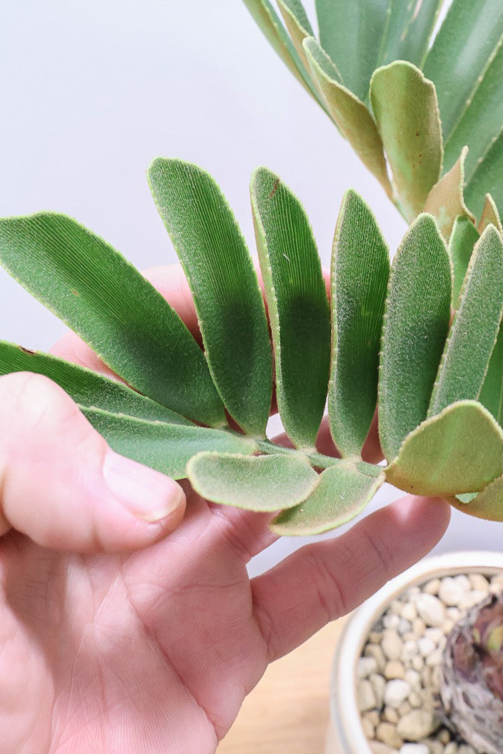 【ザミア フルフラケア】新作のPOT！ギュッとした個性的なフォルムが特徴の希少な観葉植物！