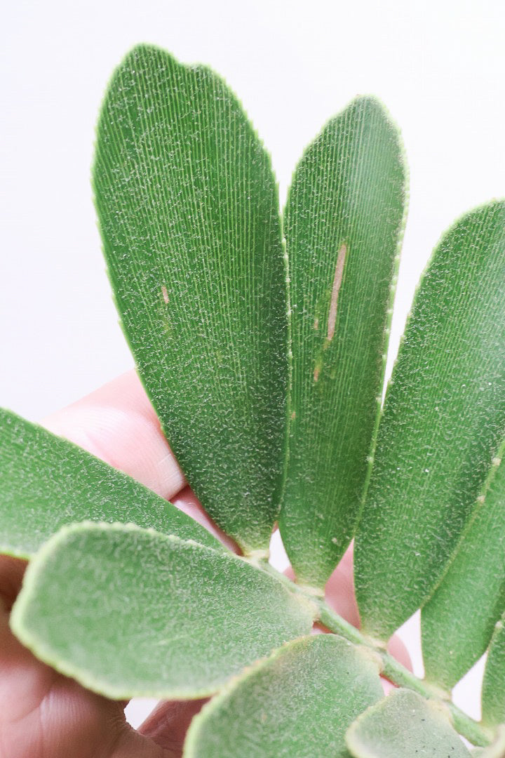 【ザミア フルフラケア】新作のPOT！ギュッとした個性的なフォルムが特徴の希少な観葉植物！