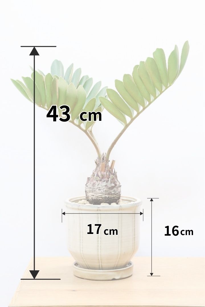 【ザミア フルフラケア】新作のPOT！ギュッとした個性的なフォルムが特徴の希少な観葉植物！