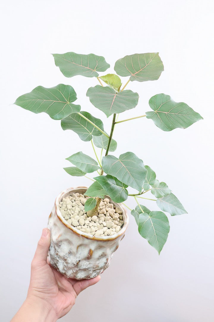 【フィカス ペティオラリス】特徴は真っ赤な葉脈！しっかりとした幹が美しく、インテリアに人気です!!