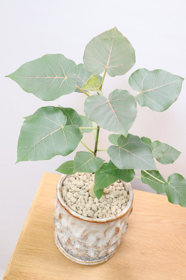 【フィカス ペティオラリス】特徴は真っ赤な葉脈！しっかりとした幹が美しく、インテリアに人気です!!