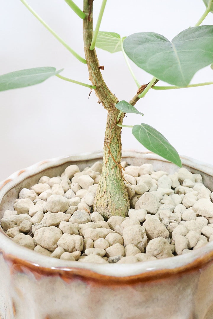 【フィカス ペティオラリス】特徴は真っ赤な葉脈！しっかりとした幹が美しく、インテリアに人気です!!