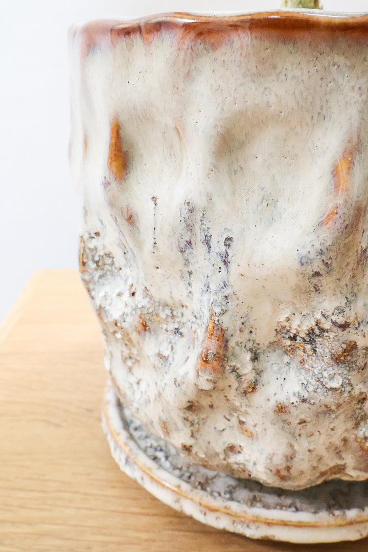 【フィカス ペティオラリス】特徴は真っ赤な葉脈！しっかりとした幹が美しく、インテリアに人気です!!