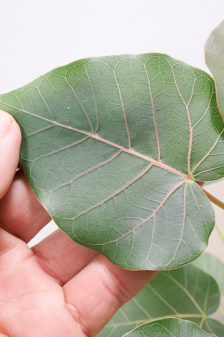 【フィカス ペティオラリス】特徴は真っ赤な葉脈！しっかりとした幹が美しく、インテリアに人気です!!