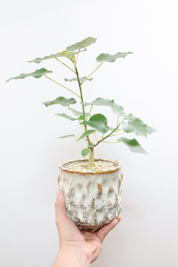 【フィカス ペティオラリス】特徴は真っ赤な葉脈！しっかりとした幹が美しく、インテリアに人気です!!