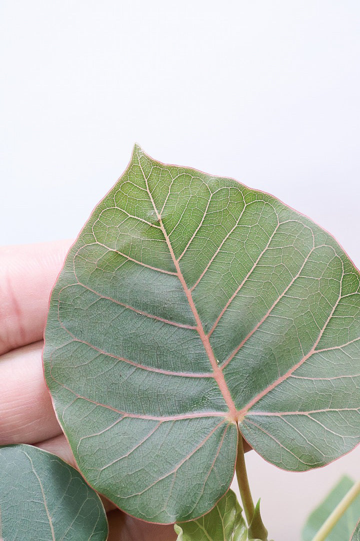 【フィカス ペティオラリス】特徴は真っ赤な葉脈！しっかりとした幹が美しく、インテリアに人気です!!