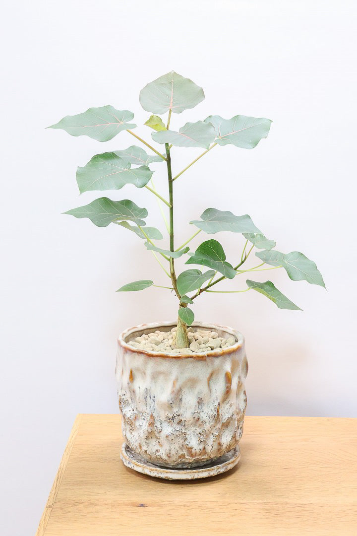 【フィカス ペティオラリス】特徴は真っ赤な葉脈！しっかりとした幹が美しく、インテリアに人気です!!