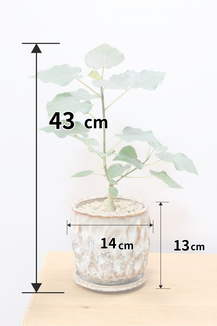 【フィカス ペティオラリス】特徴は真っ赤な葉脈！しっかりとした幹が美しく、インテリアに人気です!!