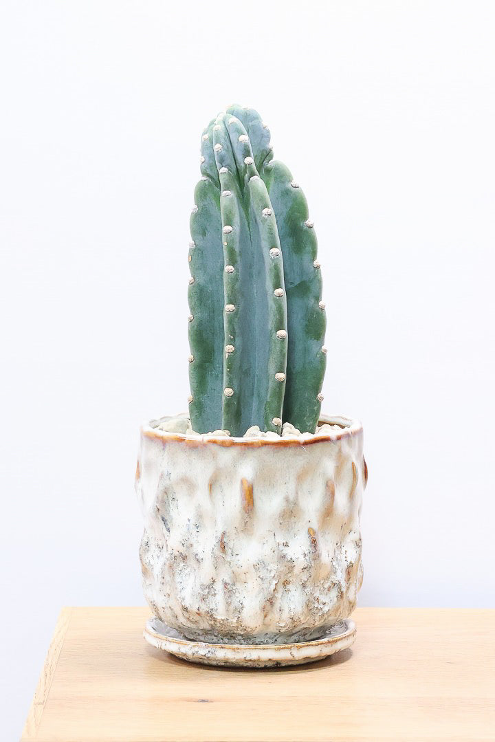 【サボテン 鬼面角】シンプルな樹形！サボテンの中でも王道中の王道の品種です！サボテンで迷ったら迷わずこの品種です！