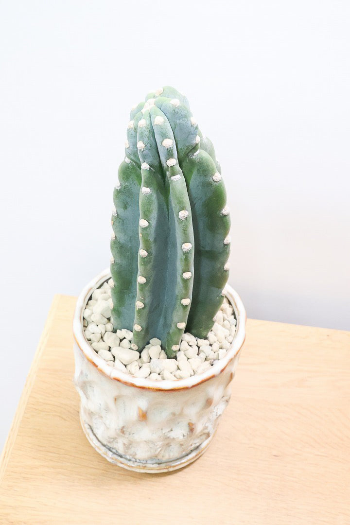 【サボテン 鬼面角】シンプルな樹形！サボテンの中でも王道中の王道の品種です！サボテンで迷ったら迷わずこの品種です！