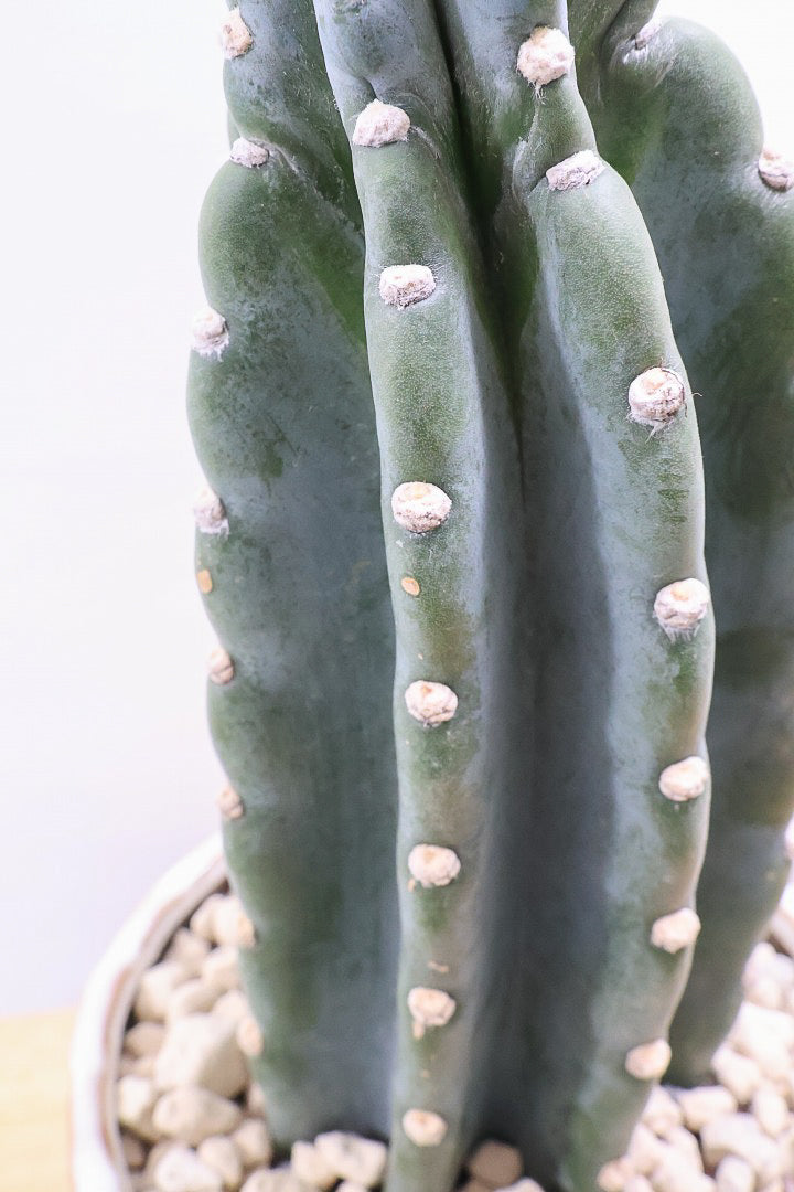 【サボテン 鬼面角】シンプルな樹形！サボテンの中でも王道中の王道の品種です！サボテンで迷ったら迷わずこの品種です！