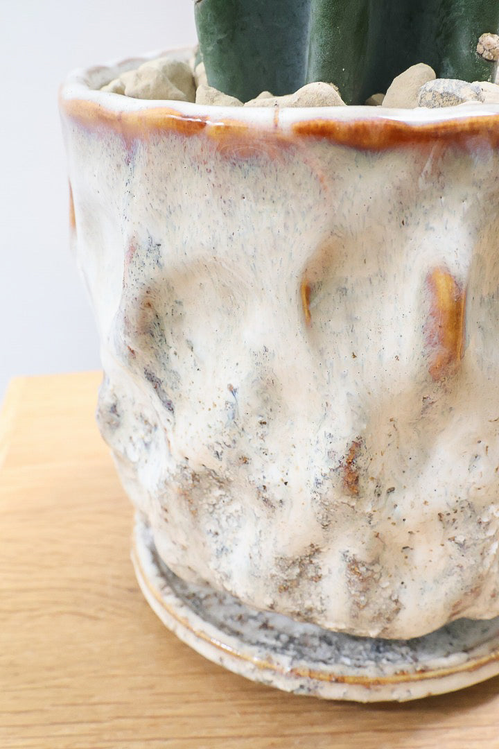 【サボテン 鬼面角】シンプルな樹形！サボテンの中でも王道中の王道の品種です！サボテンで迷ったら迷わずこの品種です！