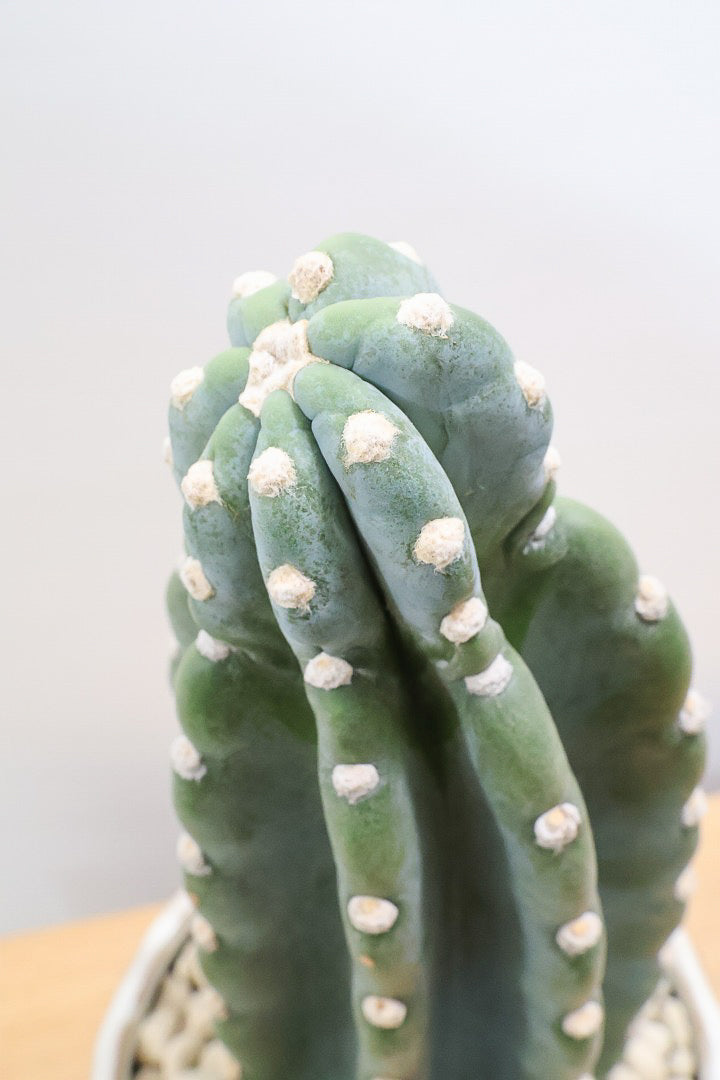 【サボテン 鬼面角】シンプルな樹形！サボテンの中でも王道中の王道の品種です！サボテンで迷ったら迷わずこの品種です！