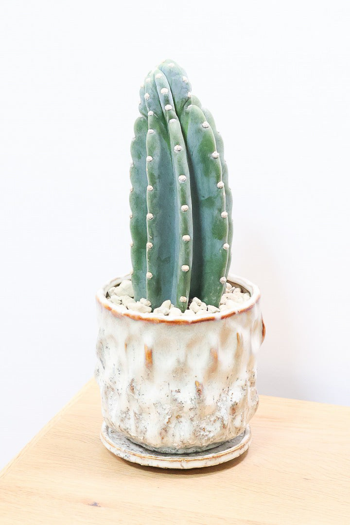 【サボテン 鬼面角】シンプルな樹形！サボテンの中でも王道中の王道の品種です！サボテンで迷ったら迷わずこの品種です！