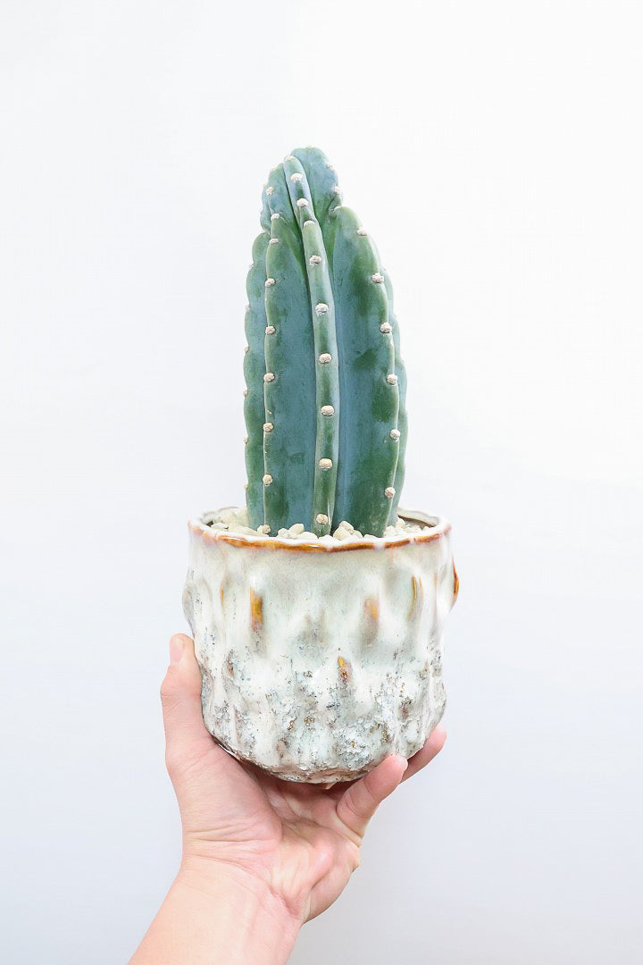 【サボテン 鬼面角】シンプルな樹形！サボテンの中でも王道中の王道の品種です！サボテンで迷ったら迷わずこの品種です！