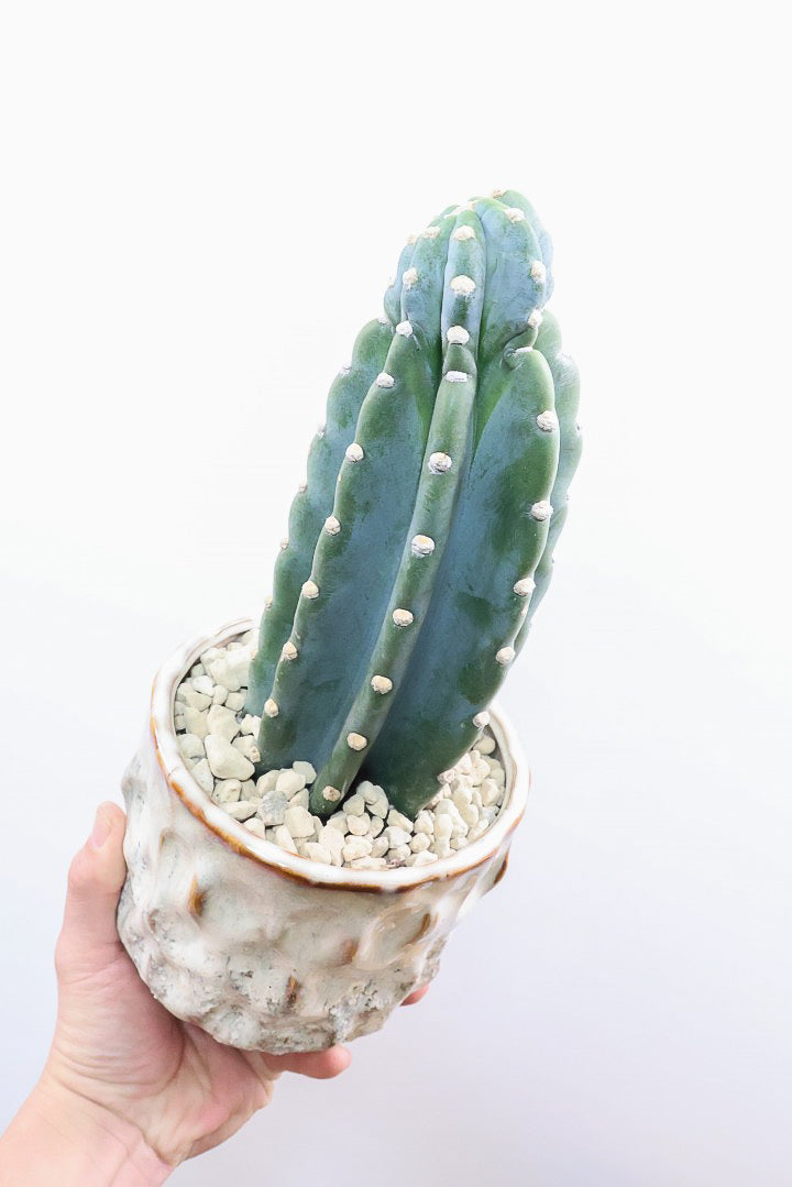 【サボテン 鬼面角】シンプルな樹形！サボテンの中でも王道中の王道の品種です！サボテンで迷ったら迷わずこの品種です！