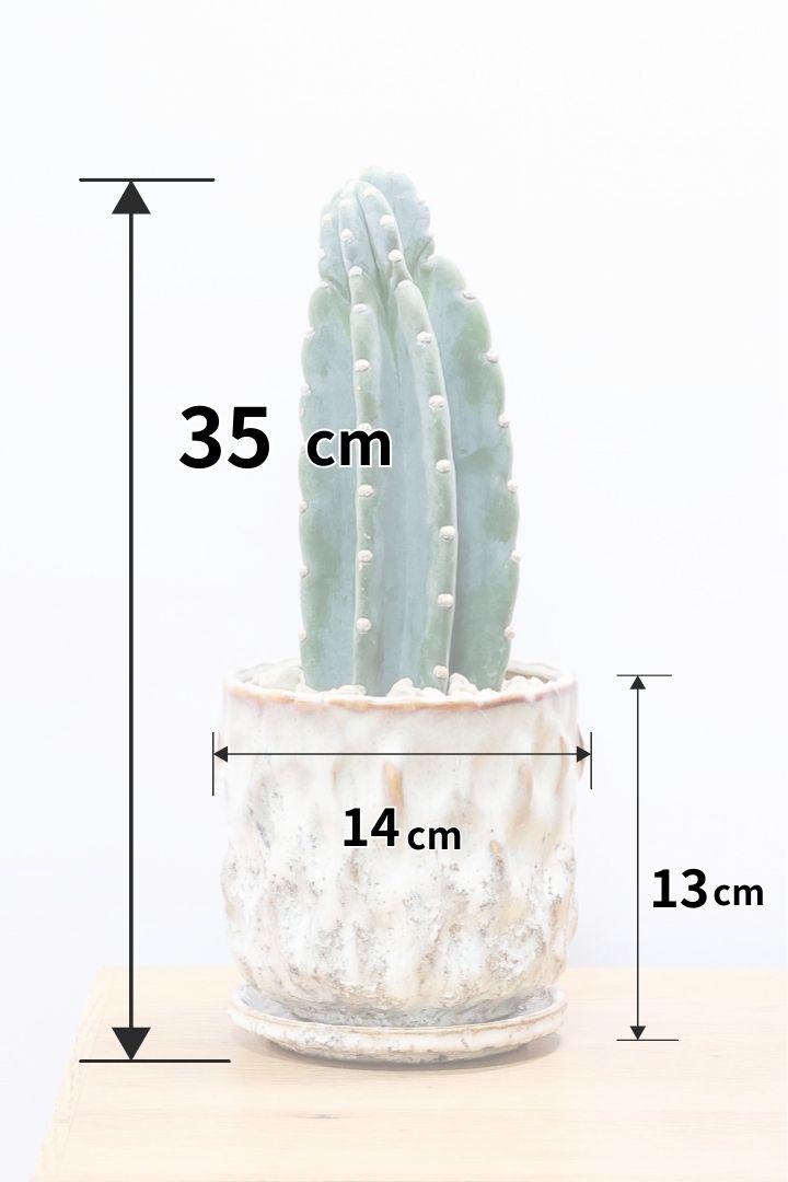 【サボテン 鬼面角】シンプルな樹形！サボテンの中でも王道中の王道の品種です！サボテンで迷ったら迷わずこの品種です！