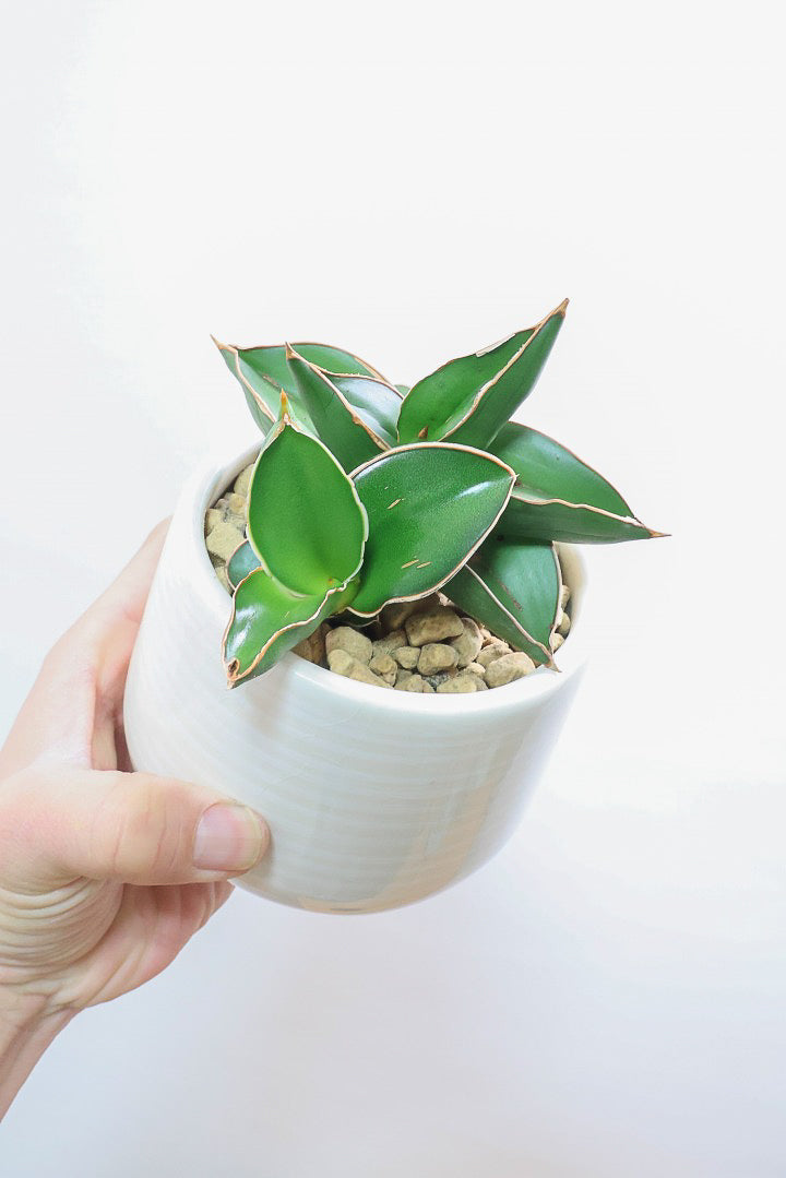 【サンスベリア サムライ】手のひらサイズ！このフォルムイイと思うんです！葉も艶がバツグンにキレイなのでおすすめ！