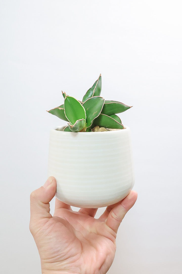 【サンスベリア サムライ】手のひらサイズ！このフォルムイイと思うんです！葉も艶がバツグンにキレイなのでおすすめ！