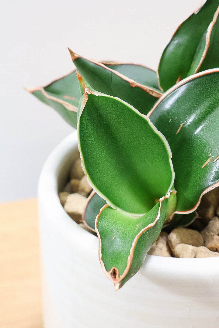 【サンスベリア サムライ】手のひらサイズ！このフォルムイイと思うんです！葉も艶がバツグンにキレイなのでおすすめ！