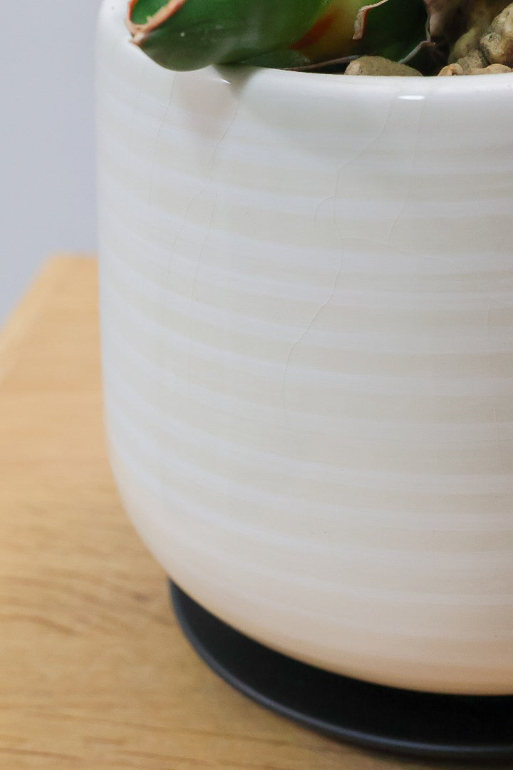 【サンスベリア サムライ】手のひらサイズ！このフォルムイイと思うんです！葉も艶がバツグンにキレイなのでおすすめ！