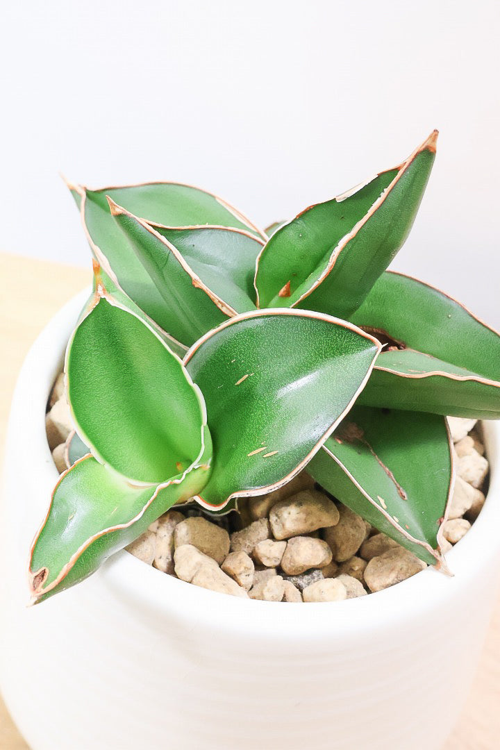 【サンスベリア サムライ】手のひらサイズ！このフォルムイイと思うんです！葉も艶がバツグンにキレイなのでおすすめ！