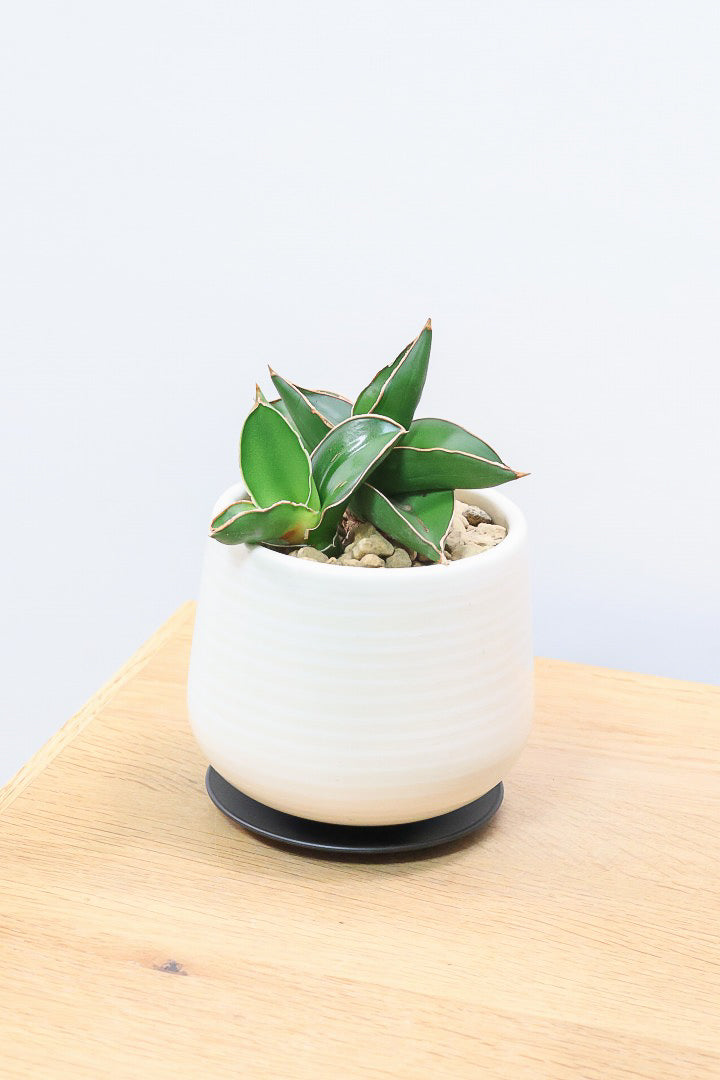 【サンスベリア サムライ】手のひらサイズ！このフォルムイイと思うんです！葉も艶がバツグンにキレイなのでおすすめ！