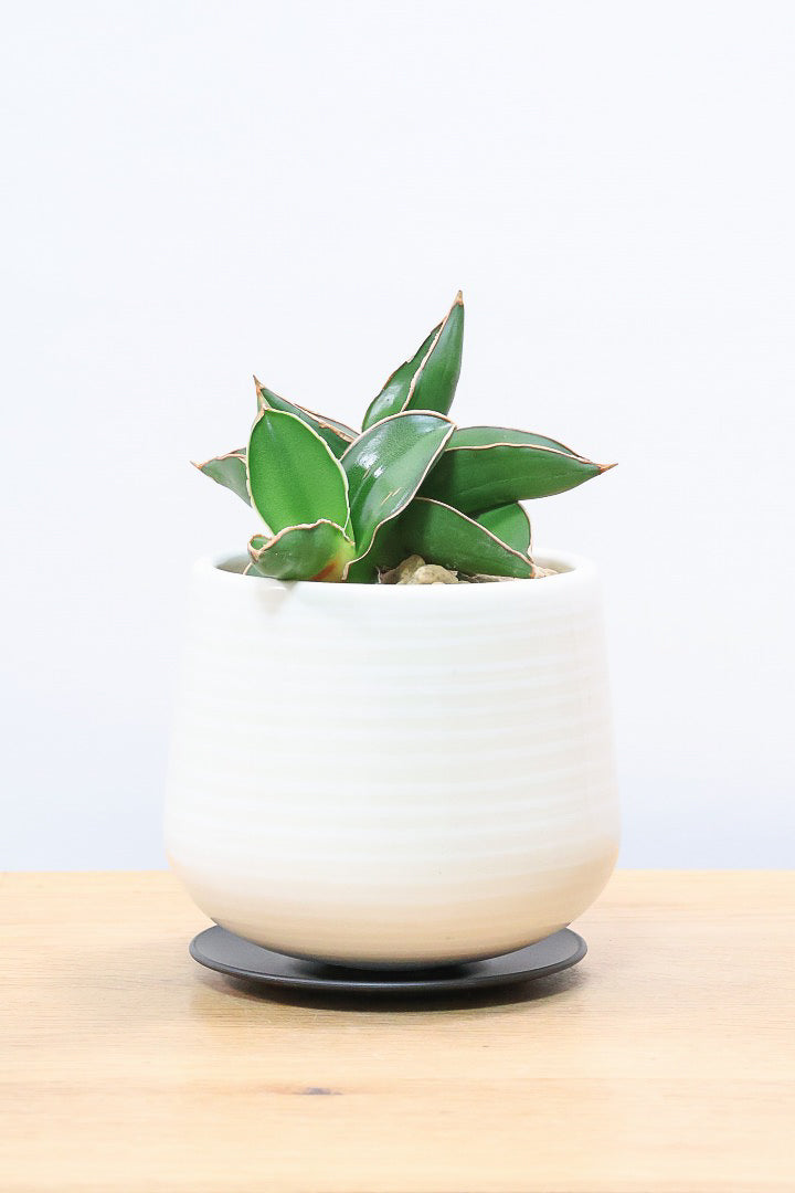 【サンスベリア サムライ】手のひらサイズ！このフォルムイイと思うんです！葉も艶がバツグンにキレイなのでおすすめ！