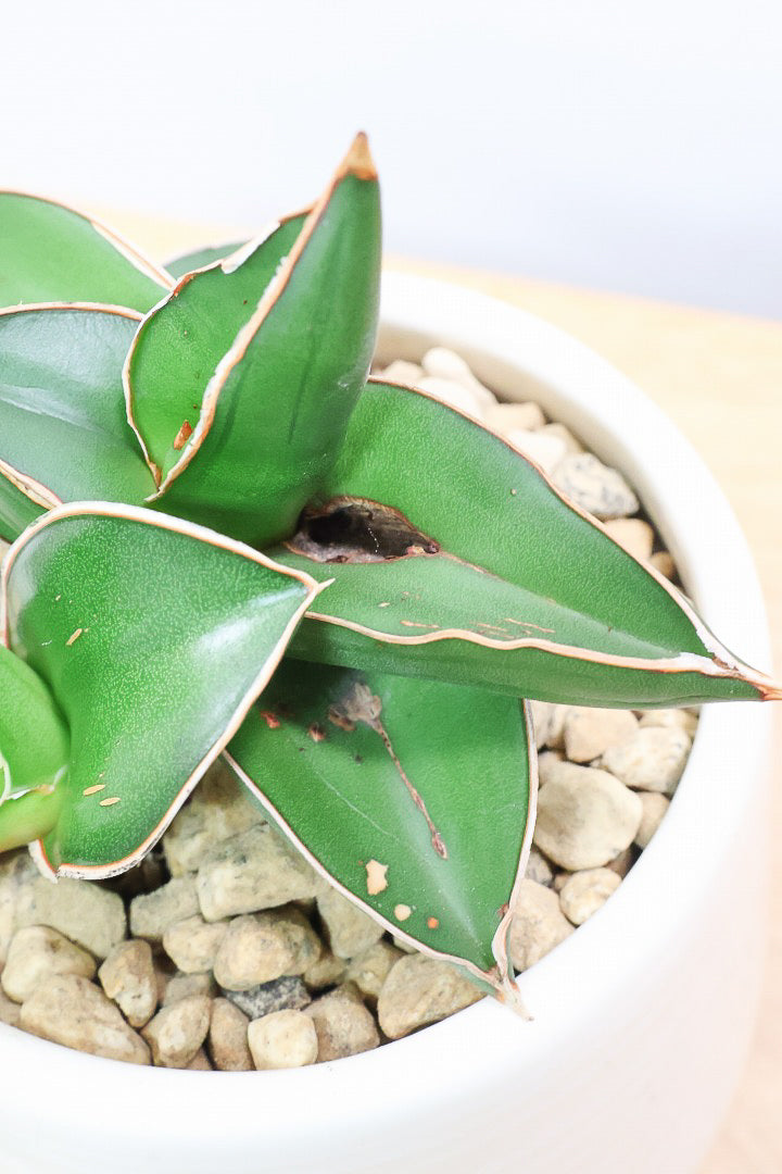 【サンスベリア サムライ】手のひらサイズ！このフォルムイイと思うんです！葉も艶がバツグンにキレイなのでおすすめ！