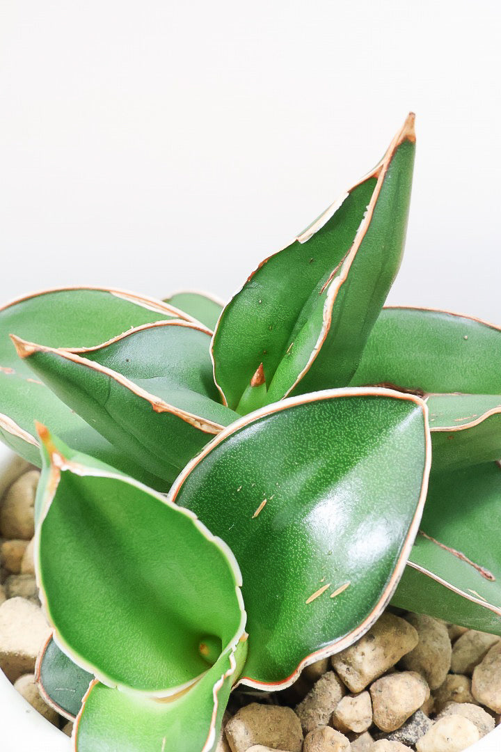 【サンスベリア サムライ】手のひらサイズ！このフォルムイイと思うんです！葉も艶がバツグンにキレイなのでおすすめ！