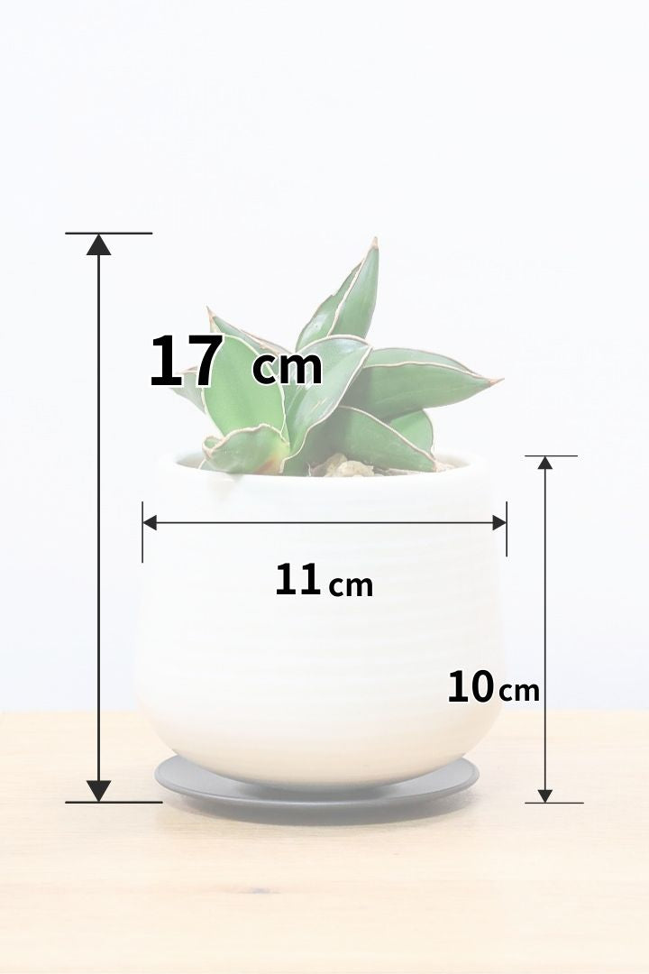 【サンスベリア サムライ】手のひらサイズ！このフォルムイイと思うんです！葉も艶がバツグンにキレイなのでおすすめ！