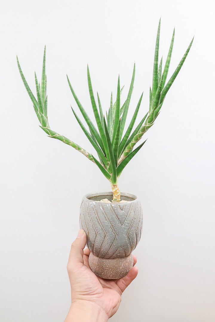 【サンスベリア フランシシー】今回は少し大き目タイプ！愛知県の生産者さんが手間暇かけて作りました！この樹形は唯一無二だと思います！