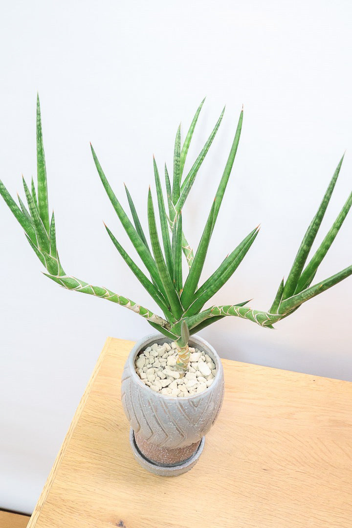 【サンスベリア フランシシー】今回は少し大き目タイプ！愛知県の生産者さんが手間暇かけて作りました！この樹形は唯一無二だと思います！