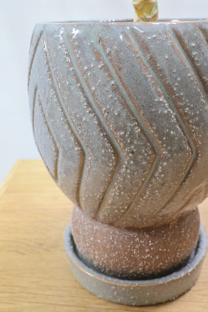 【サンスベリア フランシシー】今回は少し大き目タイプ！愛知県の生産者さんが手間暇かけて作りました！この樹形は唯一無二だと思います！