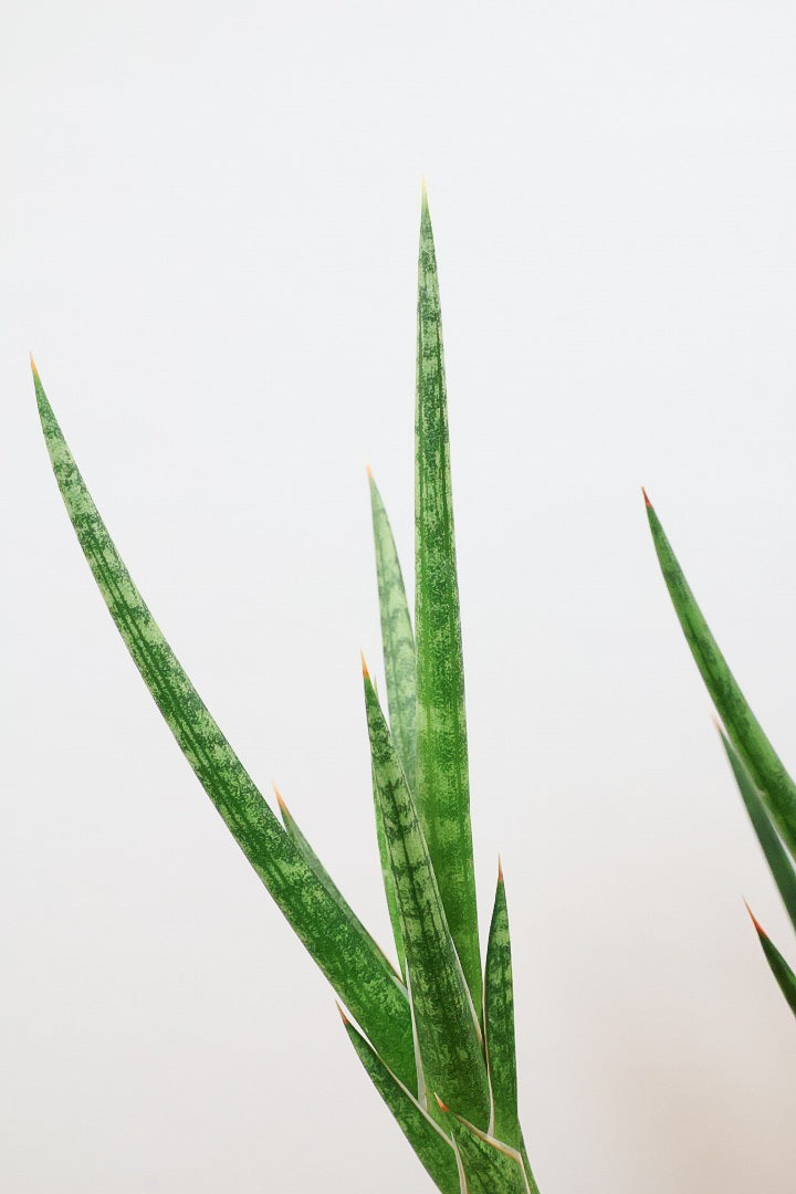 【サンスベリア フランシシー】今回は少し大き目タイプ！愛知県の生産者さんが手間暇かけて作りました！この樹形は唯一無二だと思います！