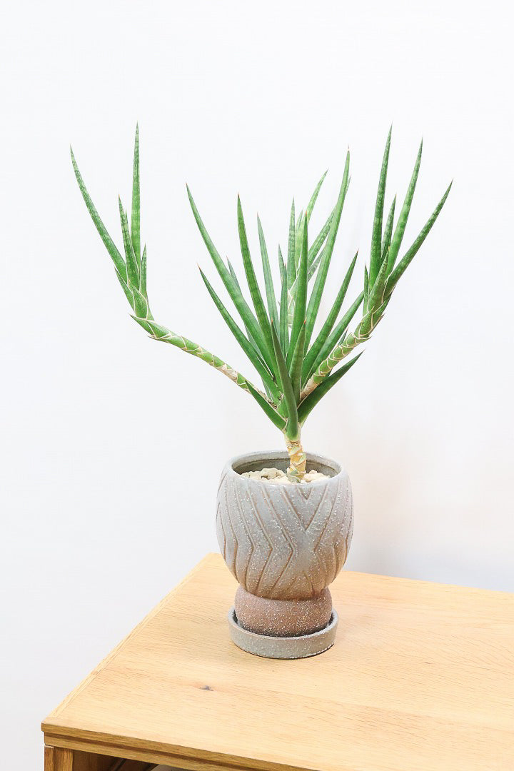 【サンスベリア フランシシー】今回は少し大き目タイプ！愛知県の生産者さんが手間暇かけて作りました！この樹形は唯一無二だと思います！