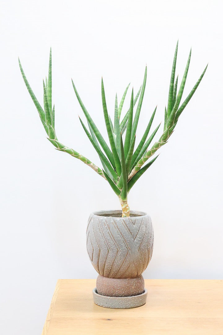 【サンスベリア フランシシー】今回は少し大き目タイプ！愛知県の生産者さんが手間暇かけて作りました！この樹形は唯一無二だと思います！