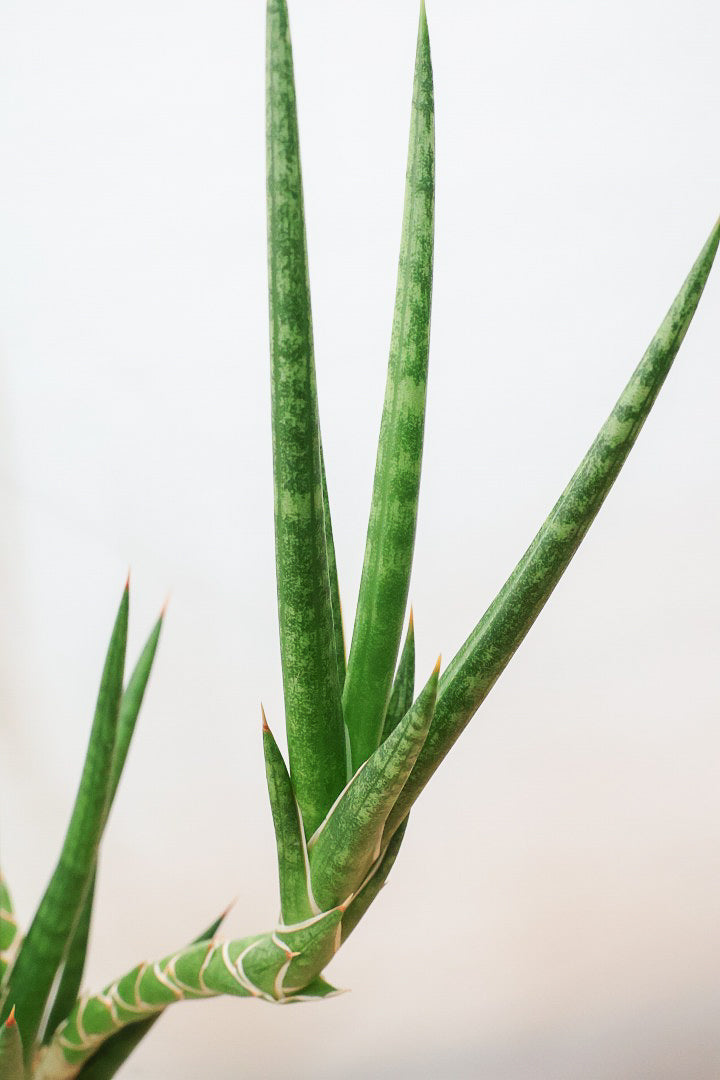 【サンスベリア フランシシー】今回は少し大き目タイプ！愛知県の生産者さんが手間暇かけて作りました！この樹形は唯一無二だと思います！