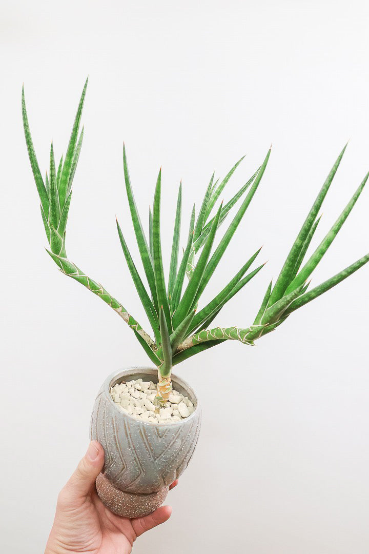 【サンスベリア フランシシー】今回は少し大き目タイプ！愛知県の生産者さんが手間暇かけて作りました！この樹形は唯一無二だと思います！