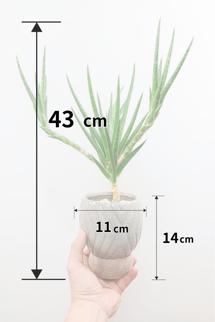 【サンスベリア フランシシー】今回は少し大き目タイプ！愛知県の生産者さんが手間暇かけて作りました！この樹形は唯一無二だと思います！