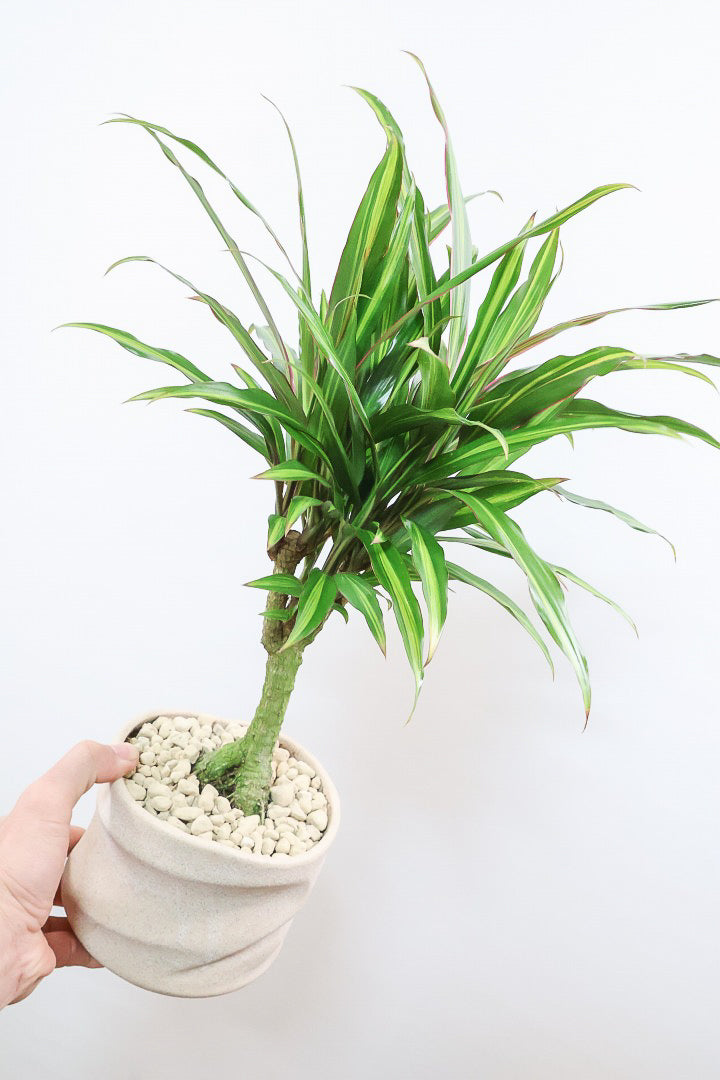 【コルジリネ ターミナリス】見てくださいこの立派な幹！しかも今が一番美しい葉色！長い時間をかけて作られた素晴らしい逸品です！