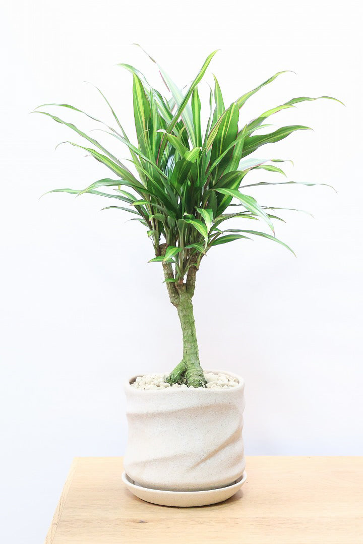 【コルジリネ ターミナリス】見てくださいこの立派な幹！しかも今が一番美しい葉色！長い時間をかけて作られた素晴らしい逸品です！