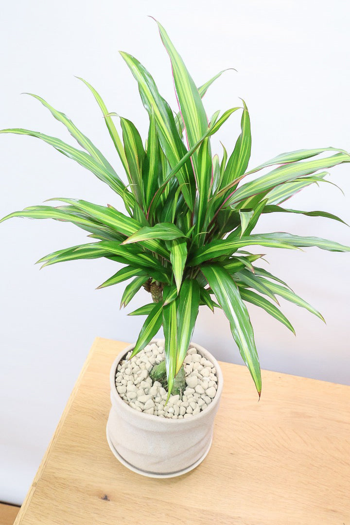 【コルジリネ ターミナリス】見てくださいこの立派な幹！しかも今が一番美しい葉色！長い時間をかけて作られた素晴らしい逸品です！