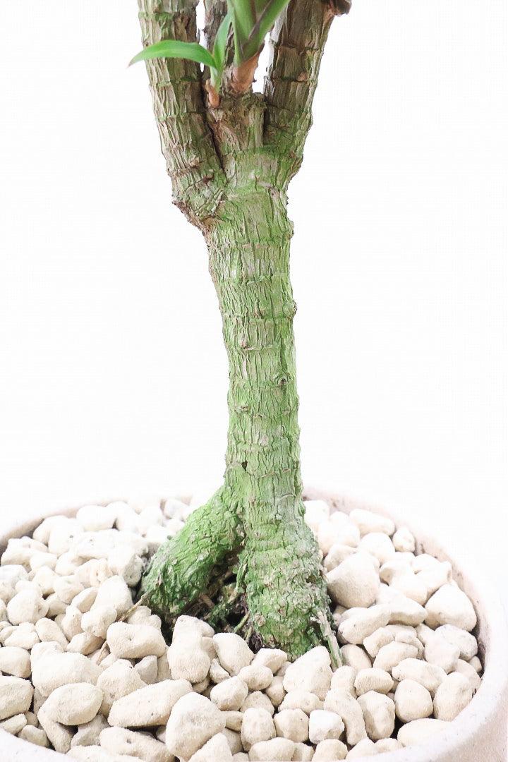 【コルジリネ ターミナリス】見てくださいこの立派な幹！しかも今が一番美しい葉色！長い時間をかけて作られた素晴らしい逸品です！