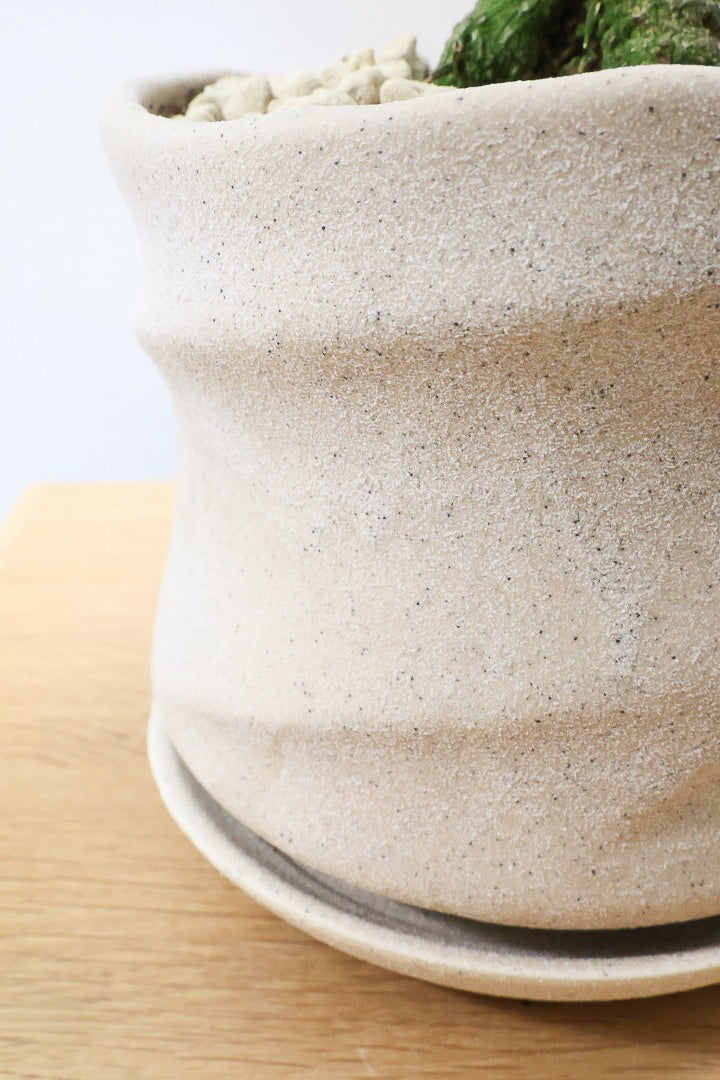 【コルジリネ ターミナリス】見てくださいこの立派な幹！しかも今が一番美しい葉色！長い時間をかけて作られた素晴らしい逸品です！