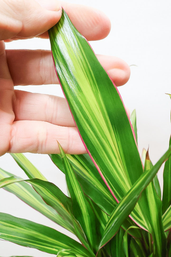 【コルジリネ ターミナリス】見てくださいこの立派な幹！しかも今が一番美しい葉色！長い時間をかけて作られた素晴らしい逸品です！