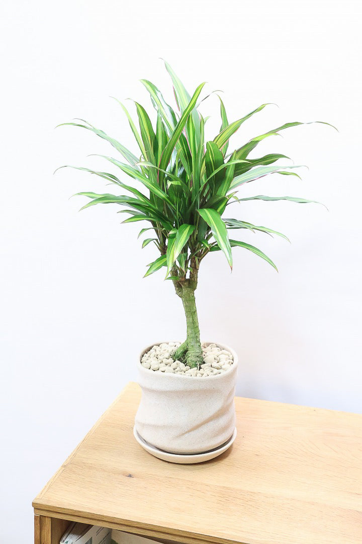 【コルジリネ ターミナリス】見てくださいこの立派な幹！しかも今が一番美しい葉色！長い時間をかけて作られた素晴らしい逸品です！