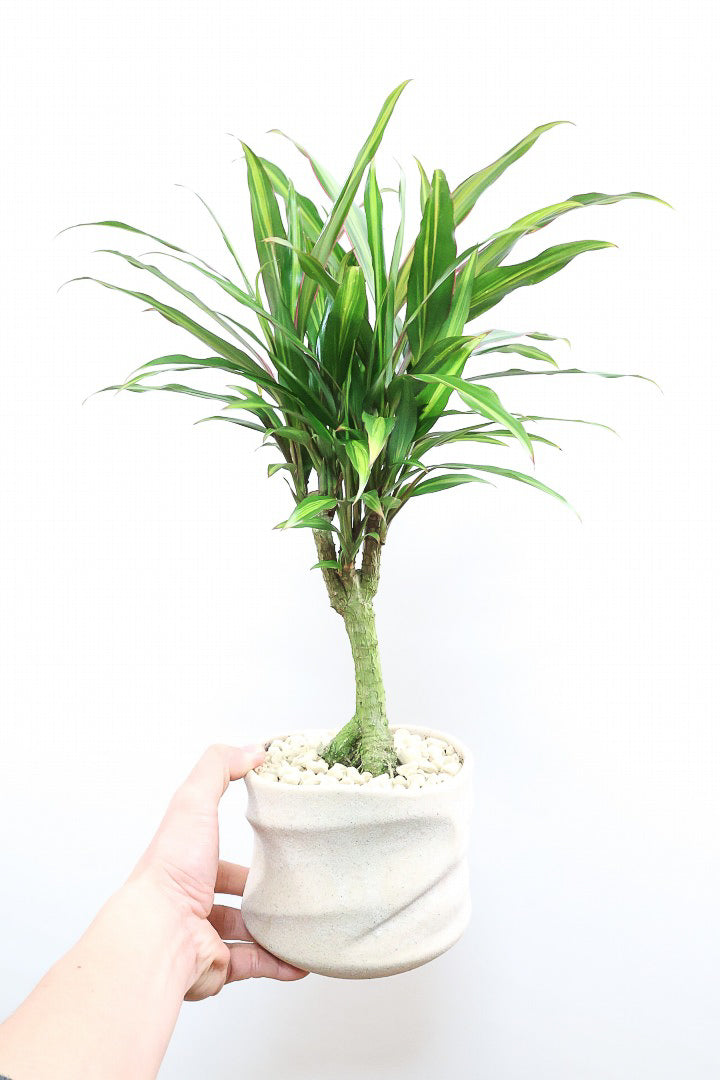 【コルジリネ ターミナリス】見てくださいこの立派な幹！しかも今が一番美しい葉色！長い時間をかけて作られた素晴らしい逸品です！