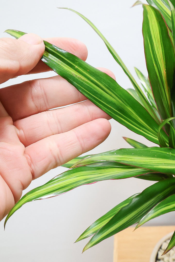 【コルジリネ ターミナリス】見てくださいこの立派な幹！しかも今が一番美しい葉色！長い時間をかけて作られた素晴らしい逸品です！